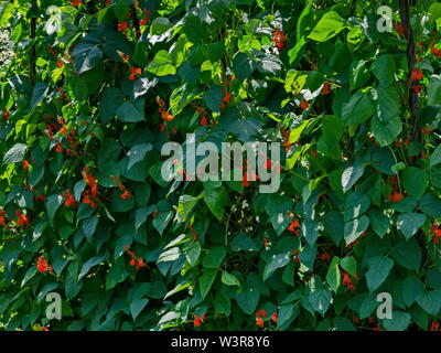 Les fleurs et les feuilles de haricots verts frais plante ou Phaseolus vulgaris en légumes garden bed, Jeleznitsa, Vitosha, Bulgarie Banque D'Images