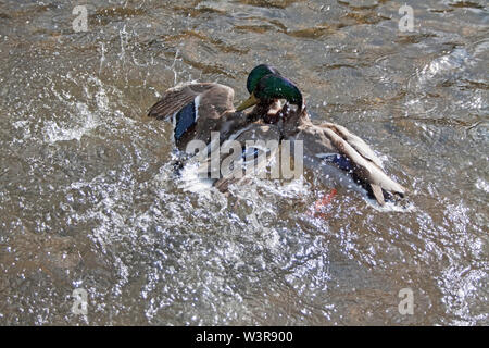 Canard colvert femelle pour la lutte contre Banque D'Images