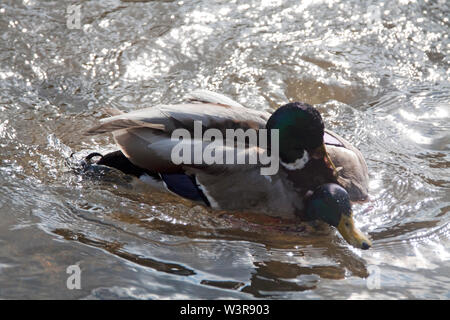 Canard colvert femelle pour la lutte contre Banque D'Images