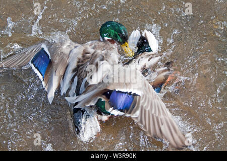 Canard colvert femelle pour la lutte contre Banque D'Images