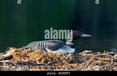 Plongeon jaune (Gavia immer) assis sur un nid incubant ses œufs au début de l'été en Ontario, au Canada Banque D'Images