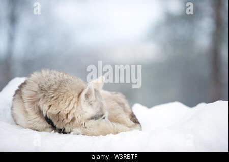 Couchage chien de traîneau sur la neige. Banque D'Images