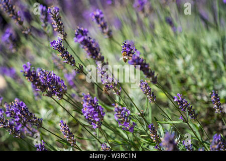 Close up d'abeilles la récolte du miel de lavande , duftender Lavendel mit Bienen ; Nahaufnahme ; Lavandula angustifolia Banque D'Images