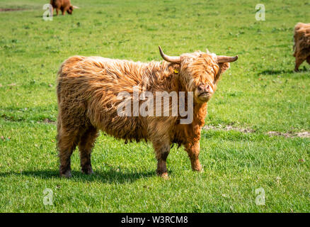 Highland cattle dans les champs sur un jour de printemps ensoleillé Banque D'Images