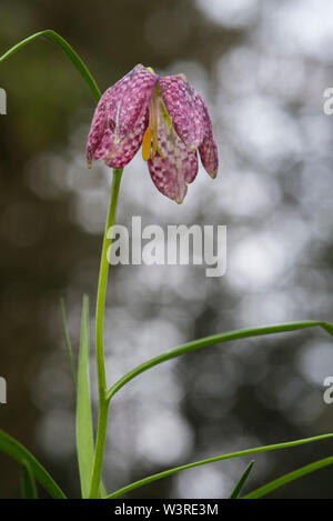 Snakeshead Fritillary - Fritillaria Meleagris est une espèce eurasienne dans la famille des liliacées (AKA jonquille à carreaux). Plante herbacée vivace bulbeuse. Banque D'Images