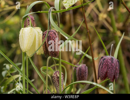 Snakeshead Fritillary - Fritillaria Meleagris est une espèce eurasienne dans la famille des liliacées (AKA jonquille à carreaux). Plante herbacée vivace bulbeuse. Banque D'Images