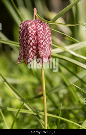 Snakeshead Fritillary - Fritillaria Meleagris est une espèce eurasienne dans la famille des liliacées (AKA jonquille à carreaux). Plante herbacée vivace bulbeuse. Banque D'Images