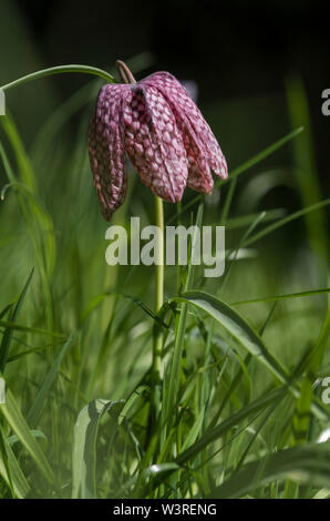 Snakeshead Fritillary - Fritillaria Meleagris est une espèce eurasienne dans la famille des liliacées (AKA jonquille à carreaux). Plante herbacée vivace bulbeuse. Banque D'Images