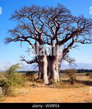 Baobab énorme en Afrique du Sud Banque D'Images