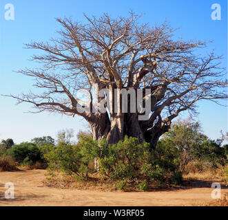 Baobab énorme en Afrique du Sud Banque D'Images