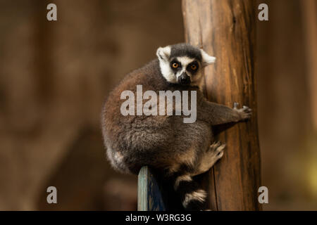 Un lémurien à queue annulaire (Lemur catta) grimpant sur un tronc d'arbre. Cette espèce en voie de disparition est indigène à Madagascar. Banque D'Images