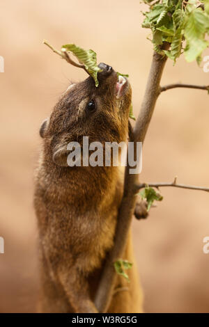 Un hyrax de roche (Procavia capensis), également appelé Hyrax de cap, lapin de roche, coney, ou dassie, originaire d'Afrique et du Moyen-Orient, recherche de feuilles. Banque D'Images