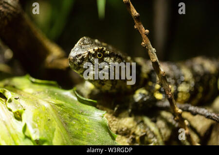 Un lézard crocodile chinois (Shinisaurus crocodilurus), un lézard semi-aquatique que l'on trouve uniquement dans les forêts froides du sud de la Chine et du nord du Vietnam. Banque D'Images