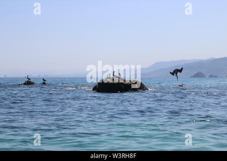 Seascape de pélicans à voir plonger pour pêcher et se reposer sur un rocher à Puerto Vallarta, Mexique Banque D'Images