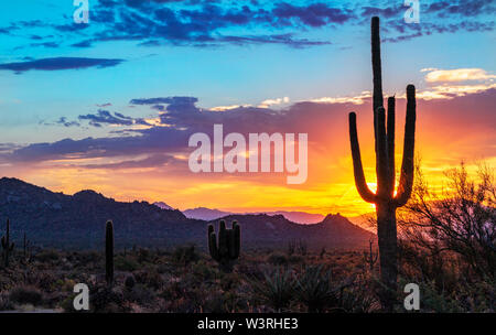 Lever du soleil du désert brillant avec cactus en Arizona Banque D'Images