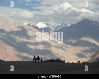 Chameau de Bactriane rouler dans la vallée de Nubra, Ladakh Banque D'Images