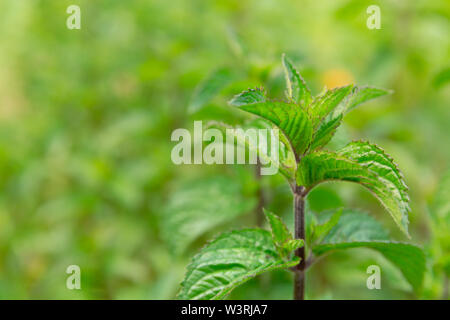 Menthe fraîche les arbres situés dans le jardin biologique. Herb menthe Banque D'Images