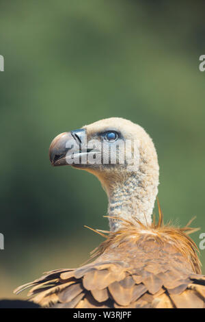 Vautour fauve (Gyps fulvus), Campanarios de Azaba Réserve Biologique, Salamanque, Castille et Leon, Espagne, Europe Banque D'Images