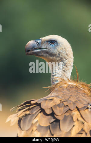 Vautour fauve (Gyps fulvus), Campanarios de Azaba Réserve Biologique, Salamanque, Castille et Leon, Espagne, Europe Banque D'Images