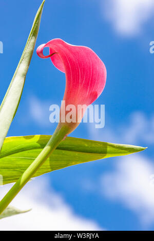 Aracées zantedeschia zantedeschia rose dans un pot de jardin en été, la floraison, Northampton, Royaume-Uni. Banque D'Images