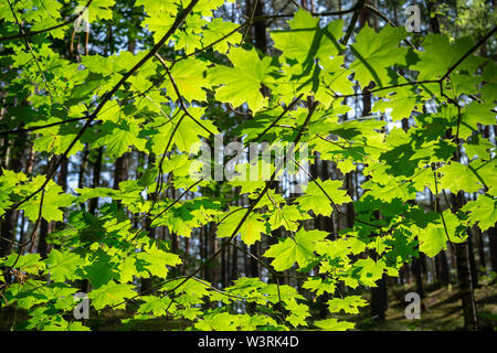 Feuilles vert frais rétroéclairé sur un arbre en été vue par le dessous à l'extérieur, vers une forêt de conifères et les troncs d'arbres Banque D'Images