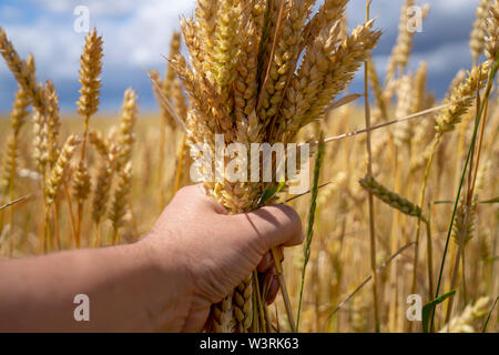 L'homme tenant une poignée d'épis de blé mûrs d'or devant un champ de blé prêt à être récolté à partir de l'alimentation, l'alimentation du bétail ou notam Banque D'Images