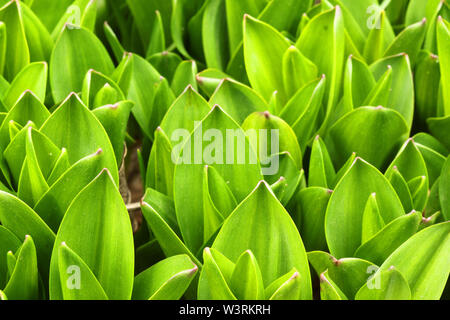 Feuilles vert frais de safran des prés (Colchicum autumnale colchique d'automne). Arrière-plan de printemps Banque D'Images