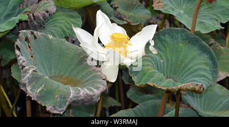 Une belle Nelumbo nucifera, également connu sous le nom de lotus, lotus sacré indien, l'Inde, de haricot haricot égyptien ou simplement lotus, une plante aquatique. Banque D'Images