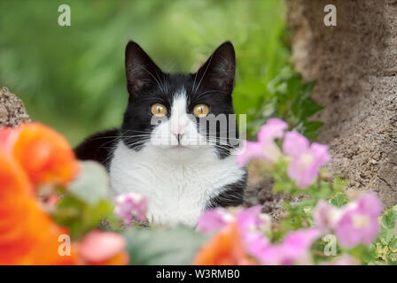 Chat mignon, Tuxedo noir et blanc motif bicolore, European Shorthair, posant curieusement avec des regards indiscrets yeux jaunes dans un joli jardin fleuri, Allemagne Banque D'Images