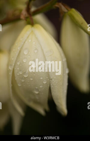 Les fleurs d'un Yucca gloriosa, également connu sous le nom de limace, de dagger espagnol, et de limace palmiste, un succulent natif du sud-est des États-Unis. Banque D'Images