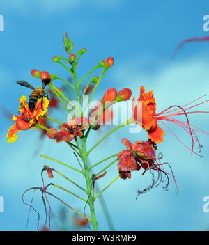 Une guêpe de manger sur un nectar de plantes à fleurs tropicales, Caesalpinia pulcherrima, aussi appelée fleur de paon, un membre de la famille des pois, à Bangkok, Thailande, Asie Banque D'Images