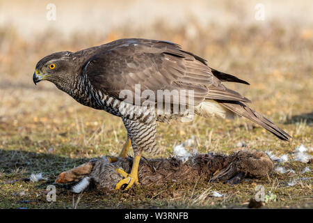 Mâle adulte, Autour des palombes (Accipiter gentilis), l'alimentation sur le terrain d'un lapin sauvage Banque D'Images