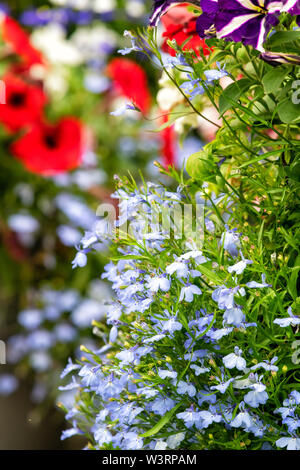 Belles plantes y compris les pétunias et Lobelia, pousse dans un jardin urbain Banque D'Images