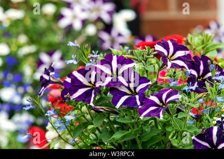 Belles plantes y compris les pétunias et Lobelia, pousse dans un jardin urbain Banque D'Images