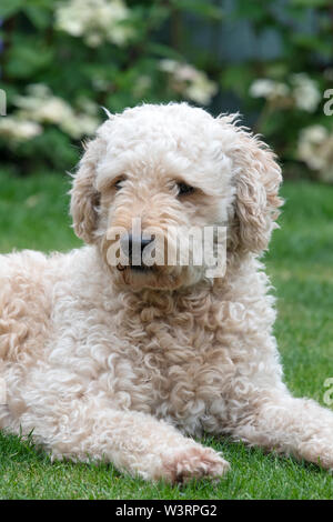 Portrait d'une belle couleur abricot Labradoodle chien allongé sur une pelouse Banque D'Images