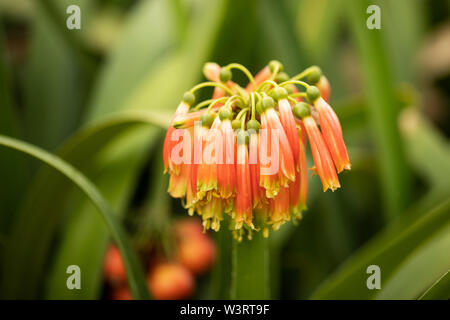 Scadoxus multiflorus, originaire d'Afrique et du Moyen-Orient, connu sous le nom de nénuphars, nénuphars, nénuphars, nénuphars, fleur de sang, nénuphars ou racine de poison. Banque D'Images