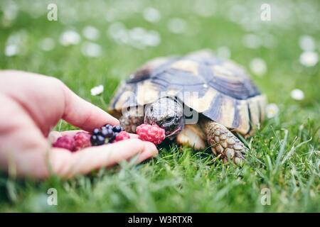 Framboise et pour blackberry accueil tortue. Vue rapprochée de la main avec des fruits pour les animaux de compagnie à l'herbe sur cour arrière. Banque D'Images