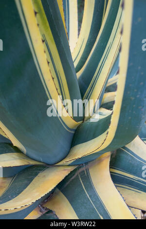 Feuilles vertes et jaunes d'Agave americana marginata Banque D'Images