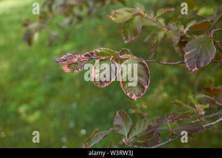 Feuillage coloré de Fagus sylvatica purpurea tricolor Banque D'Images