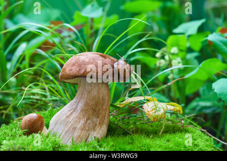 Champignons comestibles dans la forêt sur un fond vert, champignons blancs et d'escargots Banque D'Images