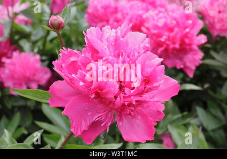 Paeonia lactiflora 'A.F.W. Hayward' floraison de la pivoine en été - juin. UK Banque D'Images