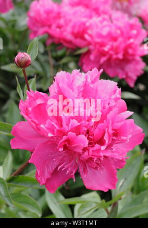 Paeonia lactiflora 'A.F.W. Hayward' floraison de la pivoine en été - juin. UK Banque D'Images