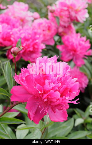 Paeonia lactiflora 'A.F.W. Hayward' floraison de la pivoine en été - juin. UK Banque D'Images