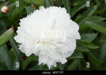 Paeonia lactiflora 'Shirley Temple' floraison de la pivoine en été - juin. UK Banque D'Images