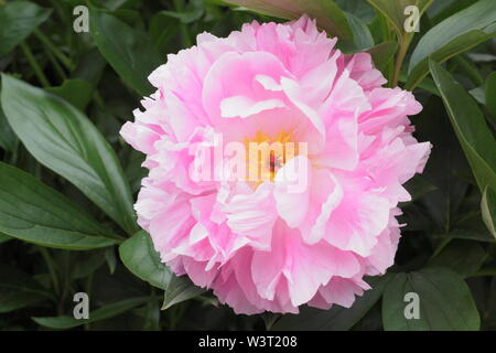 Paeonia lactiflora 'Ddocteur Alexander Fleming' floraison de la pivoine en été - juin. UK Banque D'Images