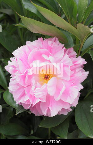 Paeonia lactiflora 'Ddocteur Alexander Fleming' floraison de la pivoine en été - juin. UK Banque D'Images