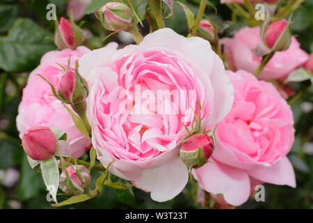 Rosa 'Sceptr'd Isle', un rosier anglais arbustif très parfumées produites par David Austin. Également appelé 'Ausland' Banque D'Images