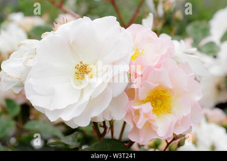 Rosa 'Cornelia'. Pêche pâle fleurs de 'Cornelia' arbuste en fleurs rose musqué hybride en juin - Royaume-Uni Banque D'Images