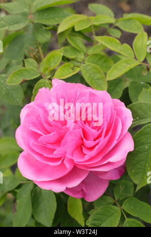 Rosa 'Gertrude Jekyll' rosier anglais arbustif floraison en juin. David Austin rose. Également appelé 'Ausbord'. Aga Banque D'Images