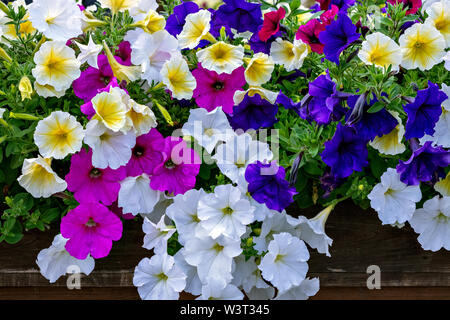 Blanc lumineux, fleurs roses et bleus sur fond de feuilles vertes. Banque D'Images
